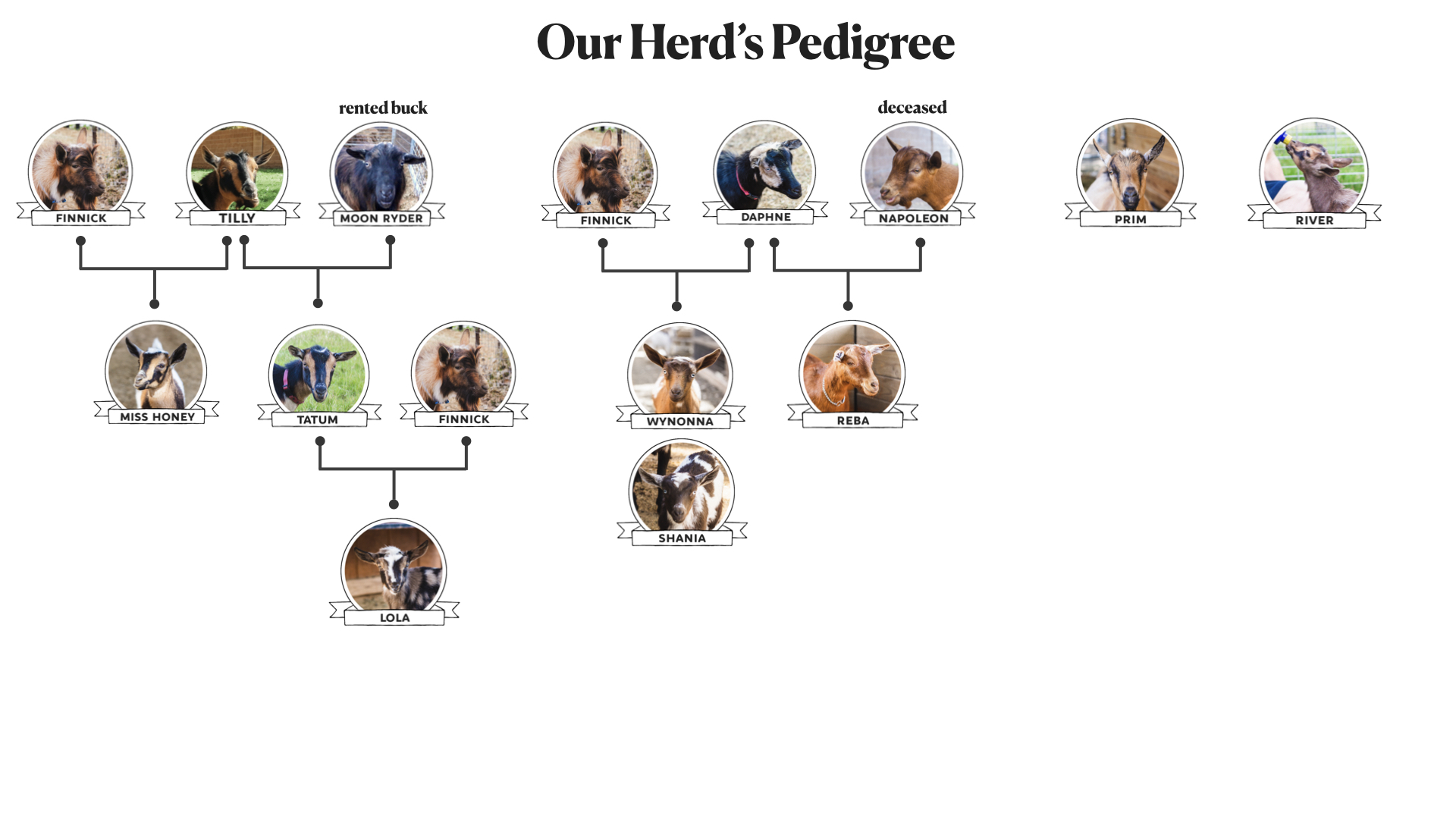 Our-Goat-Family-Tree.001