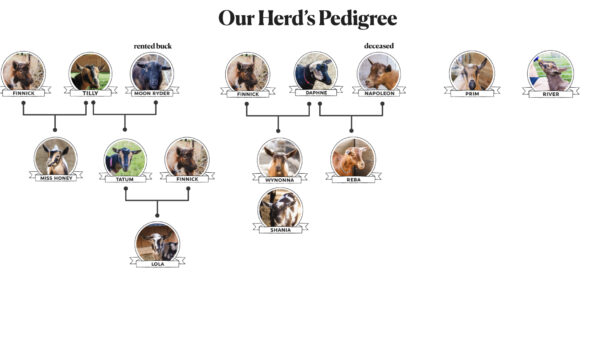 Our-Goat-Family-Tree.001