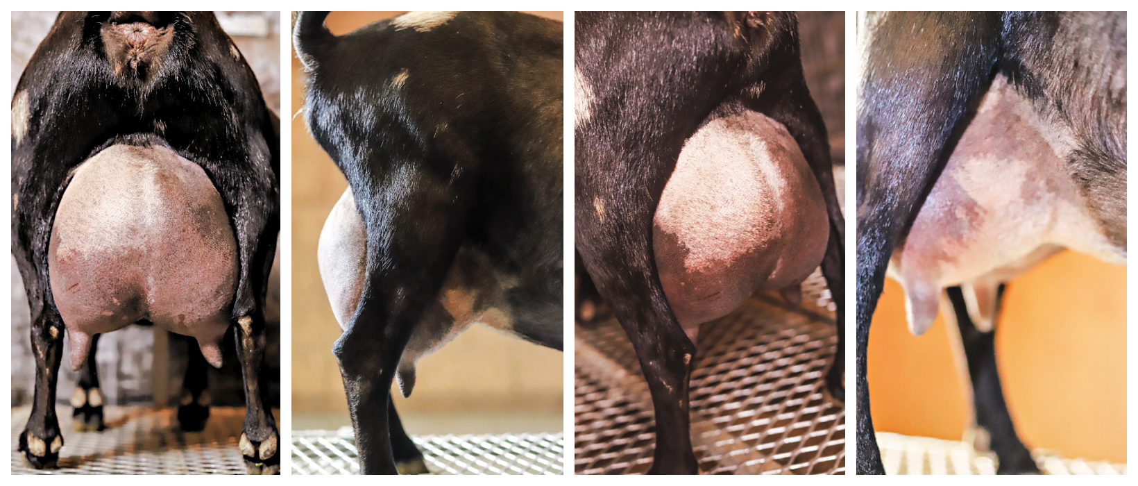 Daphne-udder-2025