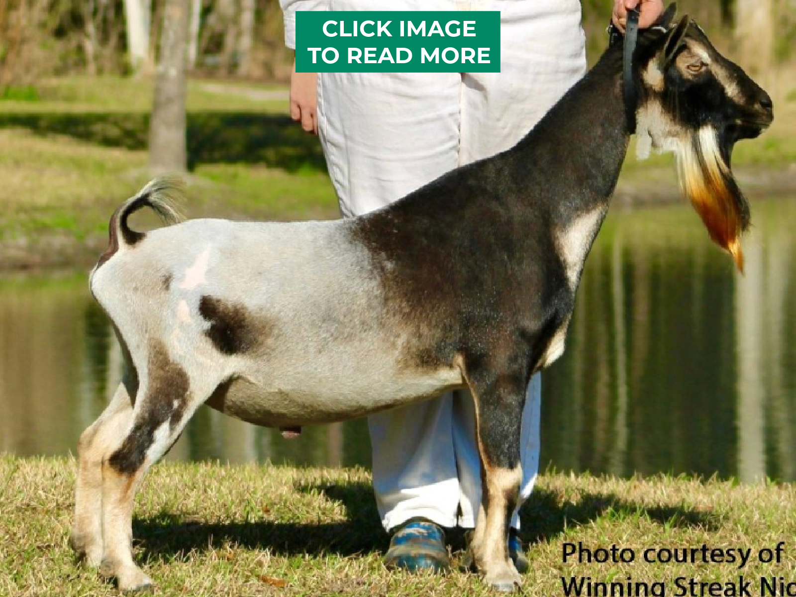 GCH WINNING STREAK CM COUNTN ORDERS +*B