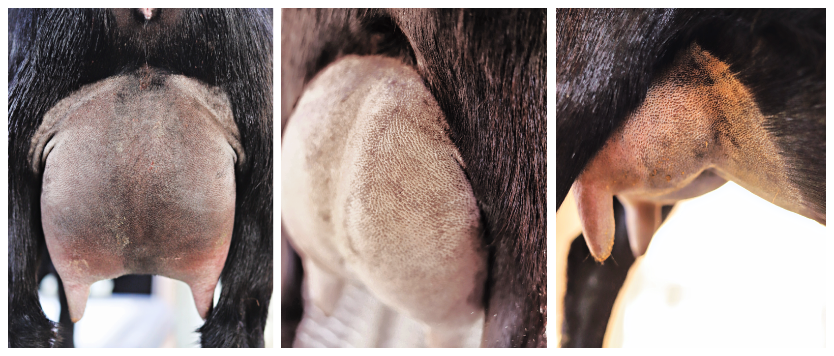 Wednesday-udder Wednesday-udder