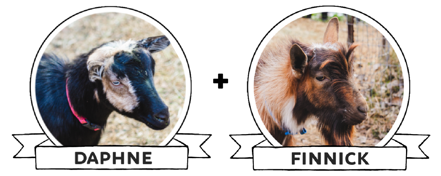 wednesday and pokey breeding