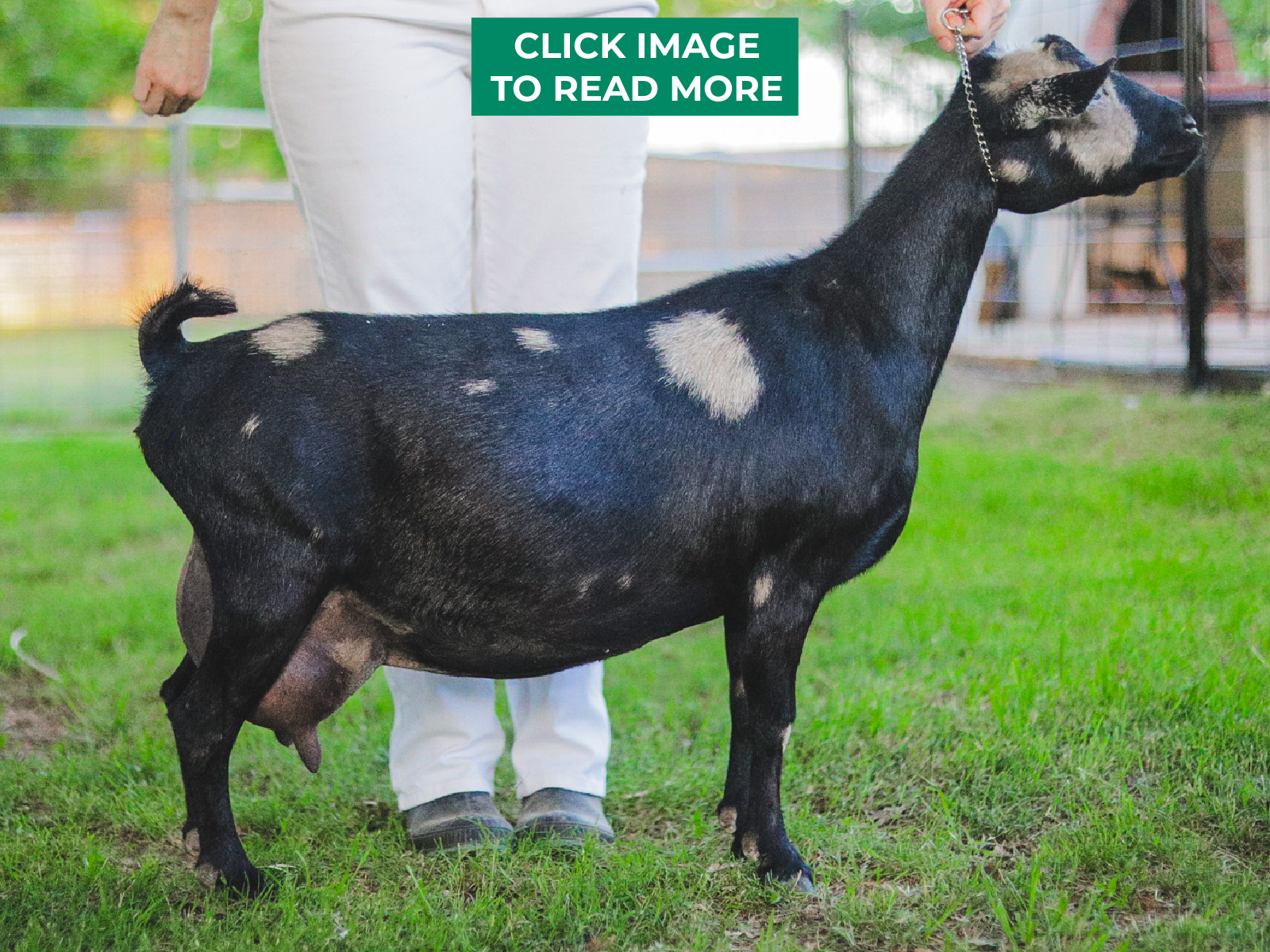 THE RZ ACRES HOT COMMODI'D "Daphne" 2*M VEVE90 (1x Reserve Champion, 1100+ lbs. on 2F milk test)