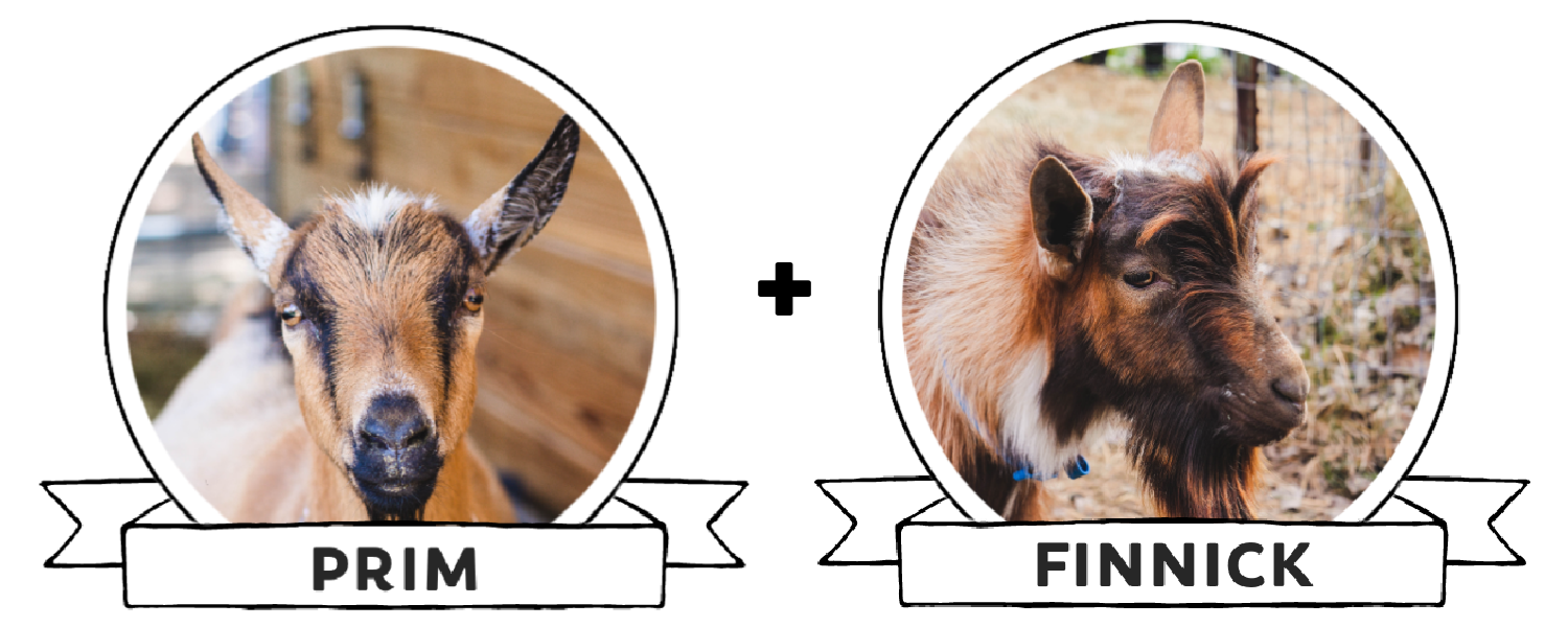 wednesday and pokey breeding