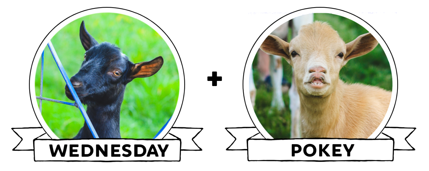 wednesday and pokey breeding