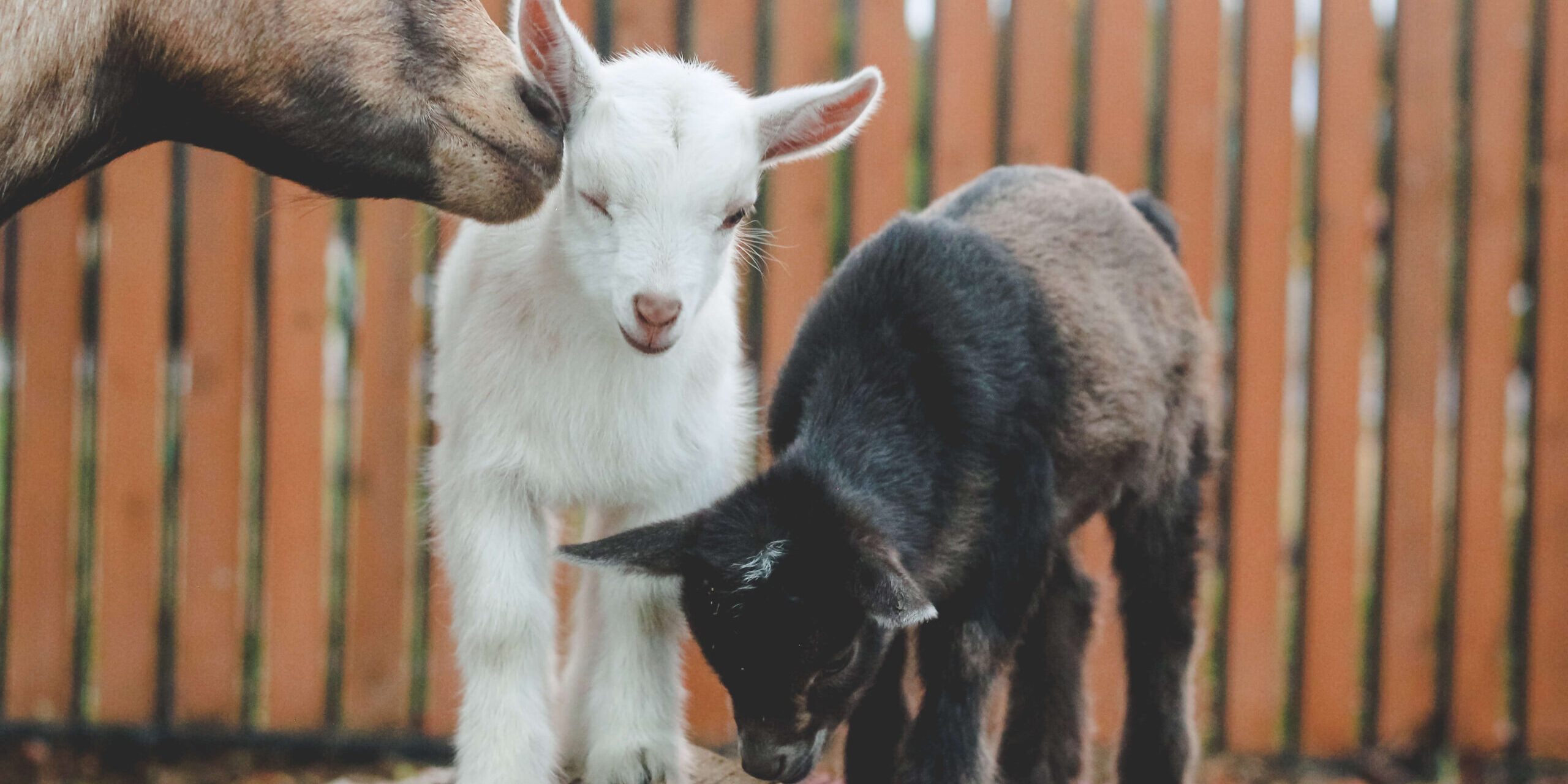 nigerian-dwarf-goats-for-sale